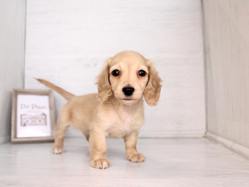 ミニチュアダックスフンド　26-0376