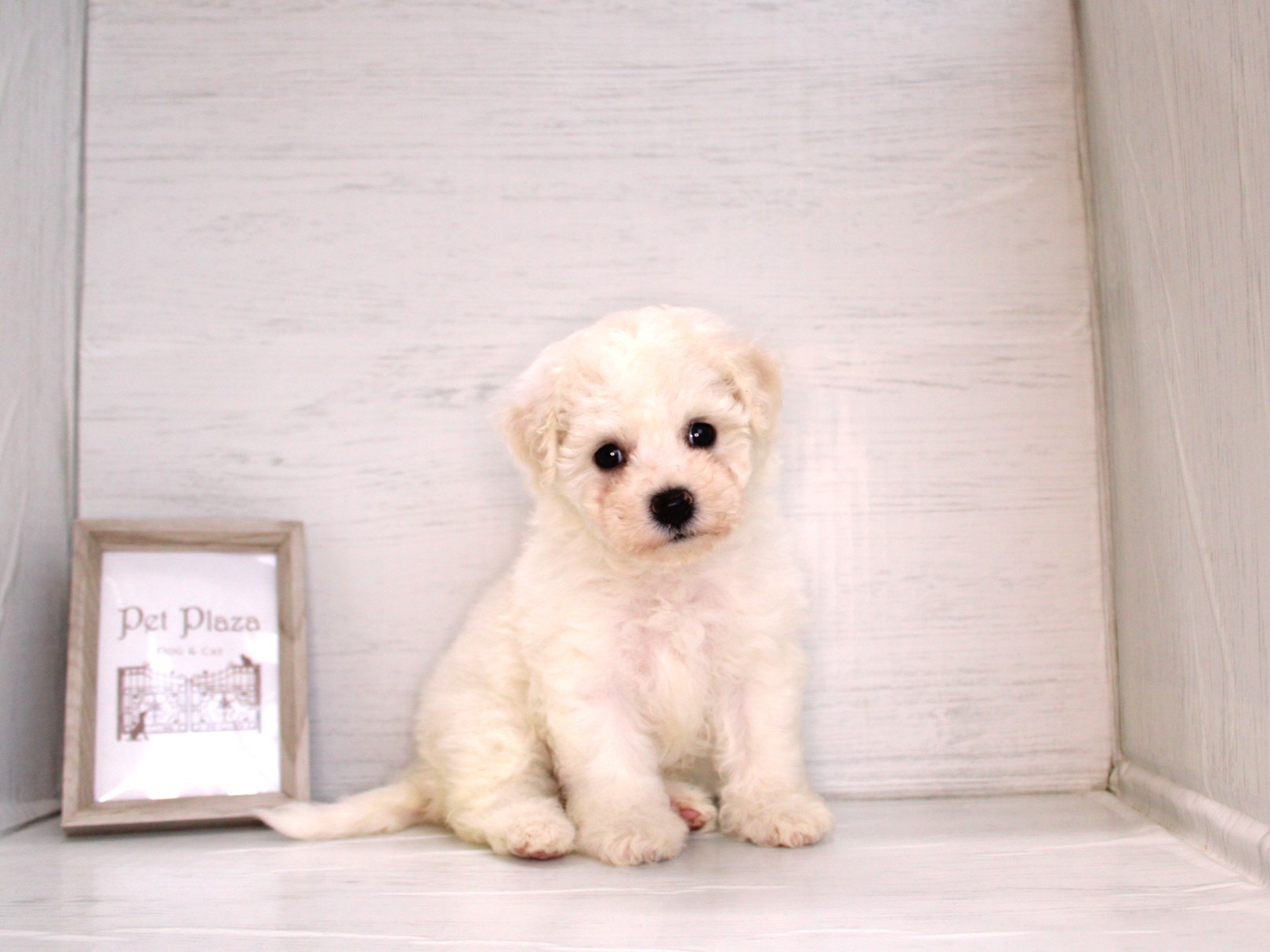 ビションフリーゼ26-0385