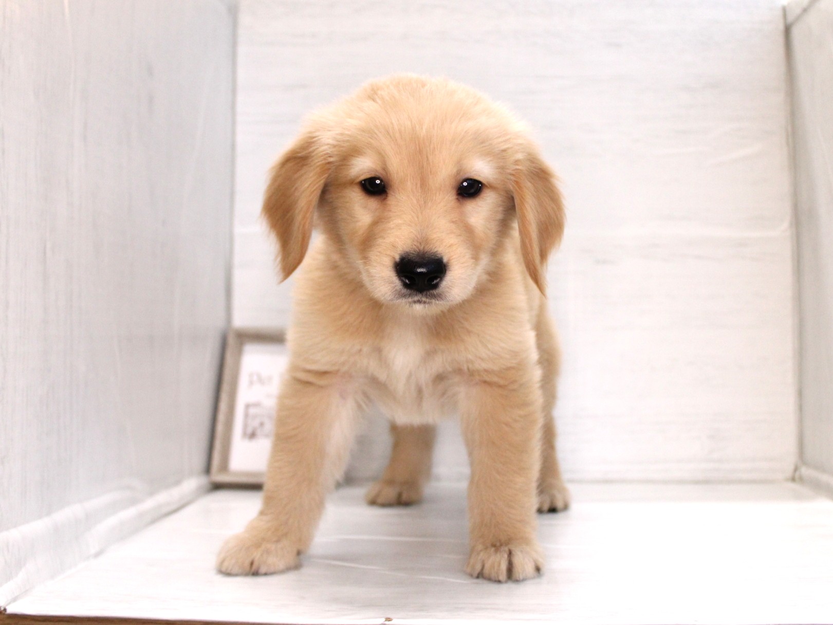 ゴールデンレトリバー26-0400