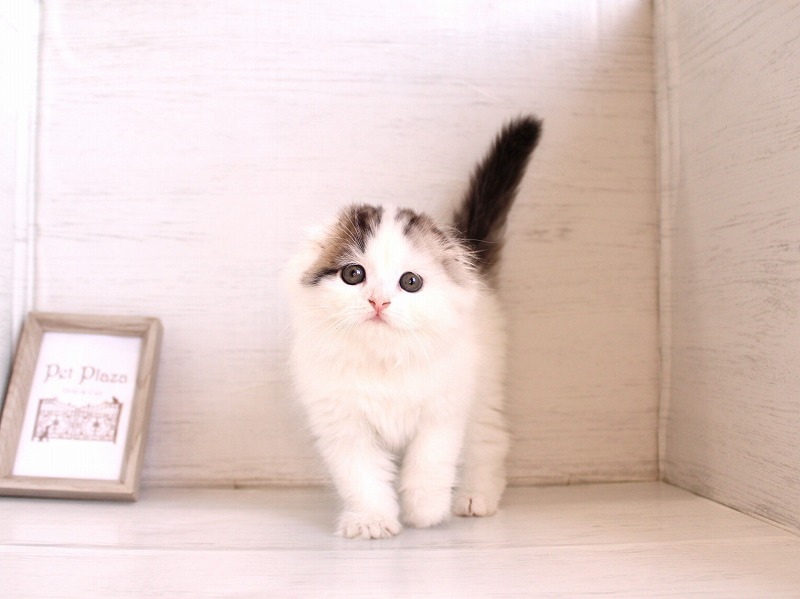 26-0415スコティッシュフォールド