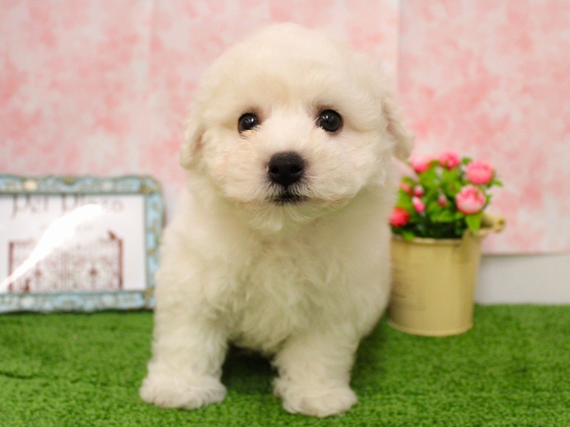 ビションフリーゼ26-0282