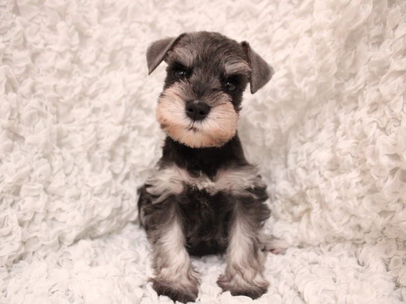 ミニチュアシュナウザー26-0344