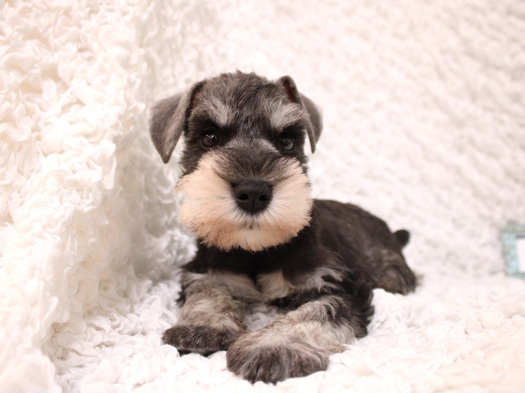 ミニチュアシュナウザー26-0338