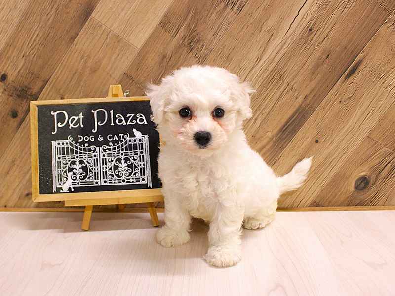 ビションフリーゼ　26-0386