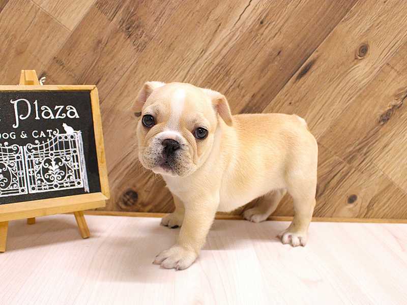 フレンチブルドッグ　26-0387