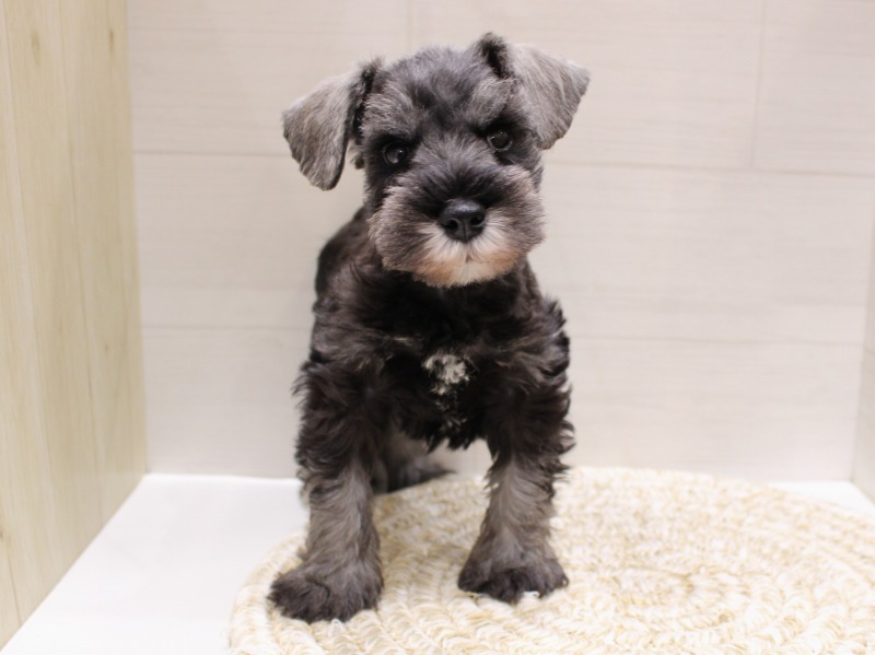 ミニチュアシュナウザー26-0340