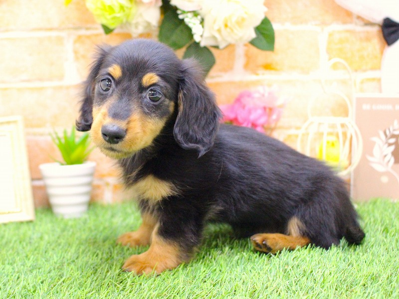 カニンヘンダックスフンド26-0300