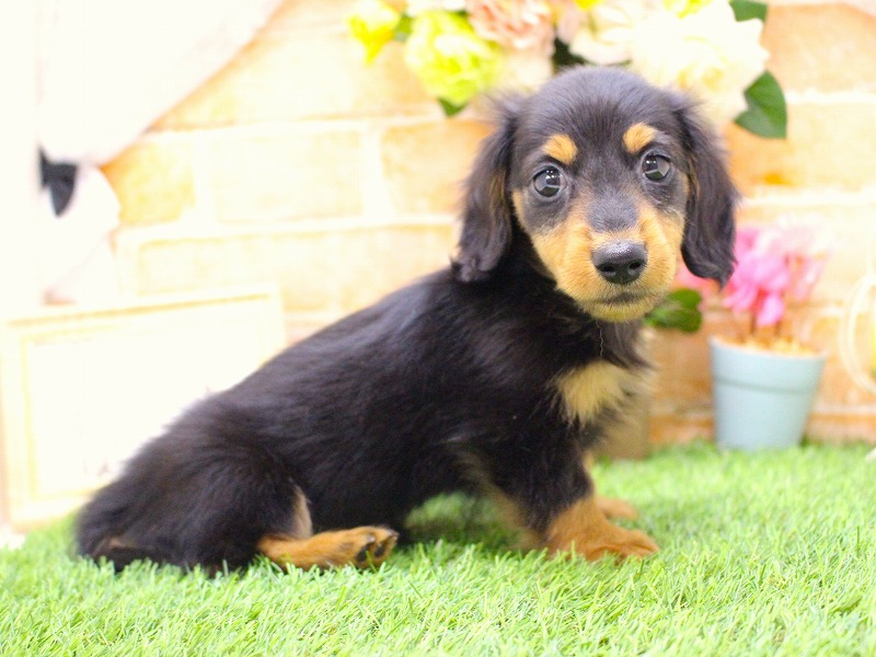 カニンヘンダックスフンド26-0300