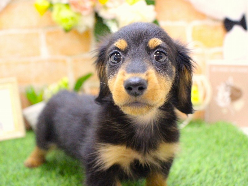 カニンヘンダックスフンド26-0300