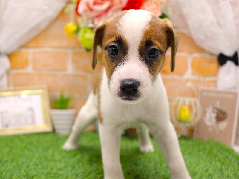 ジャックラッセルテリア26-0318