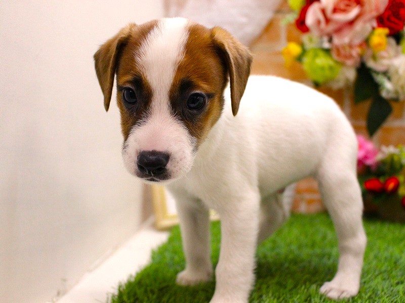 ジャックラッセルテリア26-0318