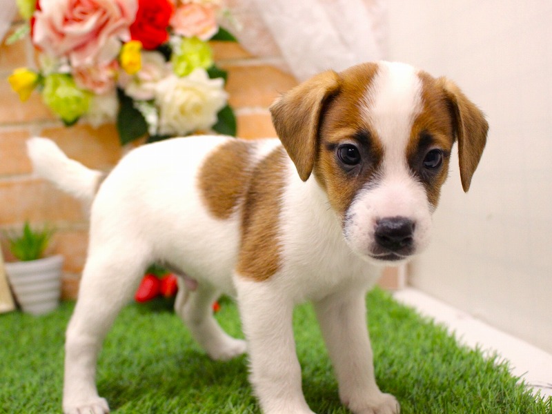 ジャックラッセルテリア26-0318