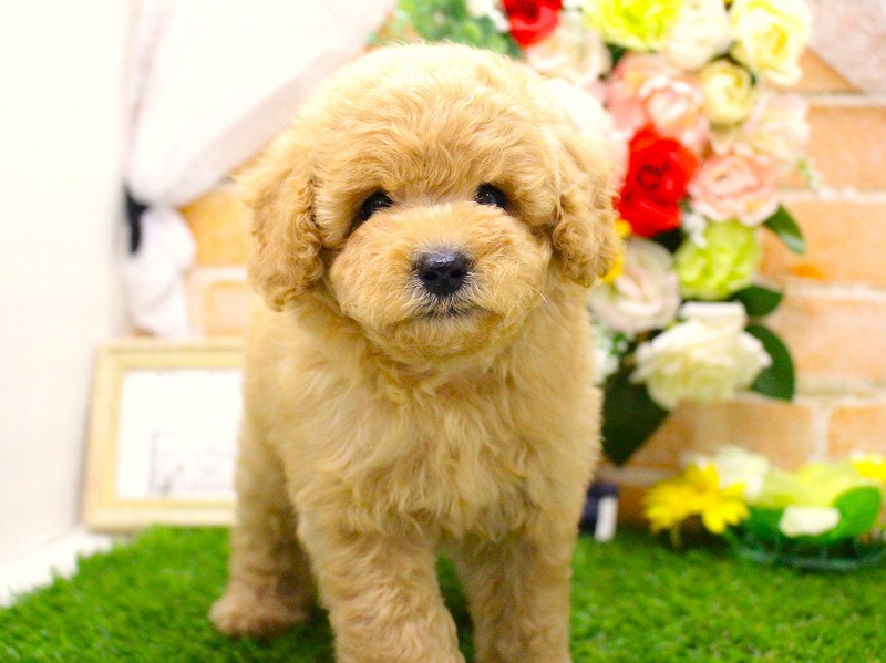 トイプードル26-0314