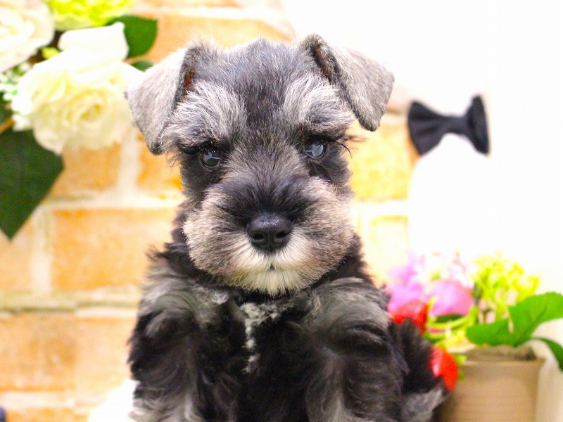 ミニチュアシュナウザー26-0341