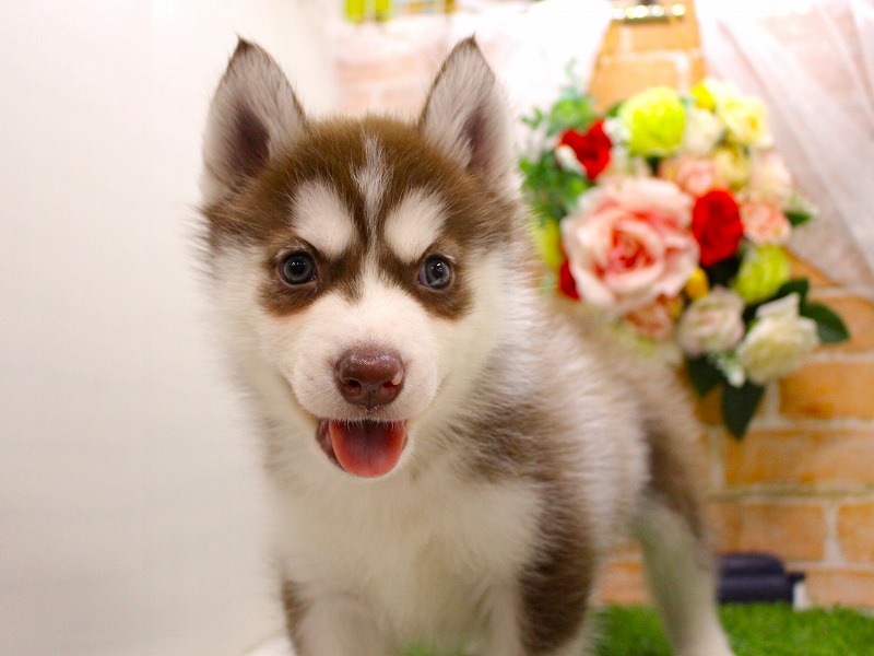 シベリアンハスキー26-0357