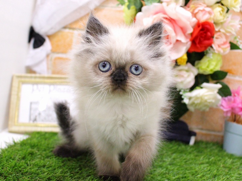 ヒマラヤン26-0393