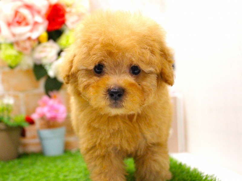 トイプードル26-0407