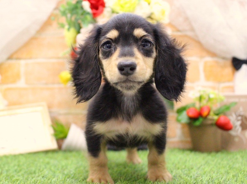 ミニチュアダックスフンド26-0449