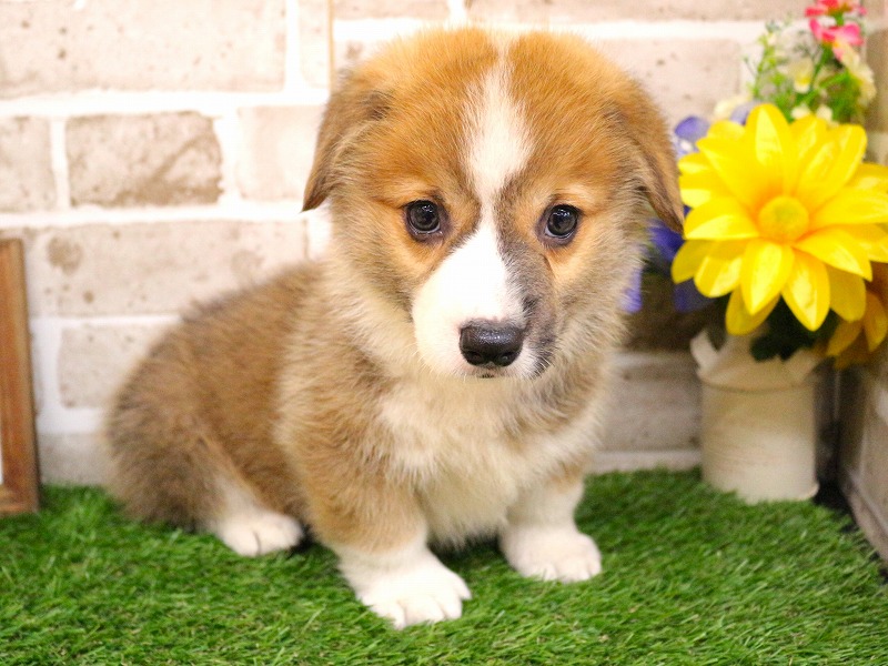 ウェルシュコーギーペンブローク26-0317