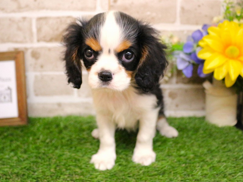 キャバリアキングチャールズスパニエル26-0326