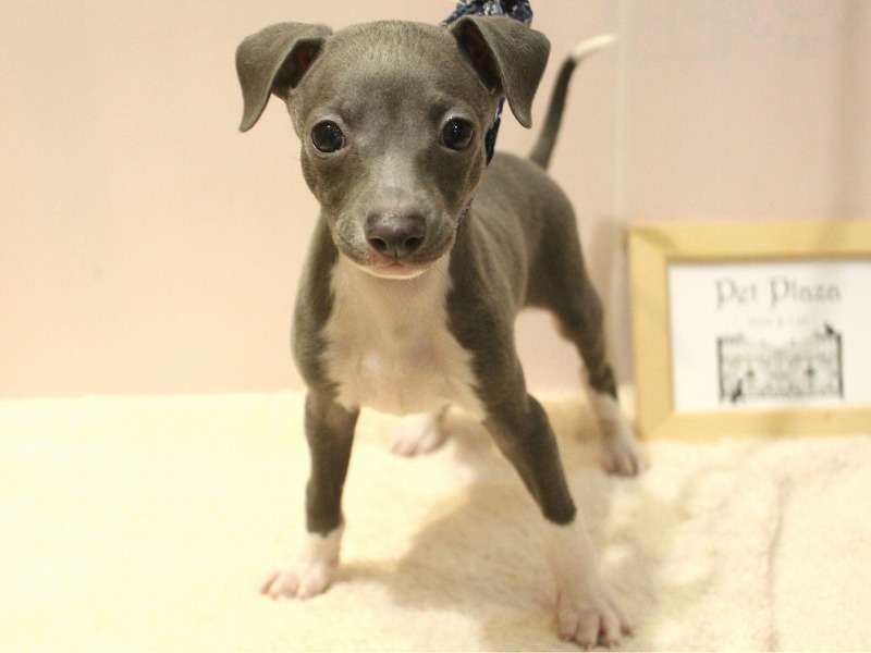 イタリアングレイハウンド26-0447