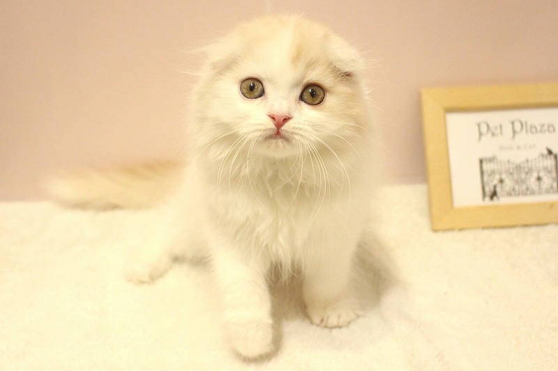 スコティッシュフォールド26-0322