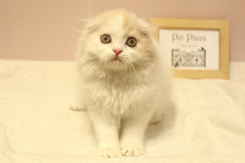 スコティッシュフォールド26-0322