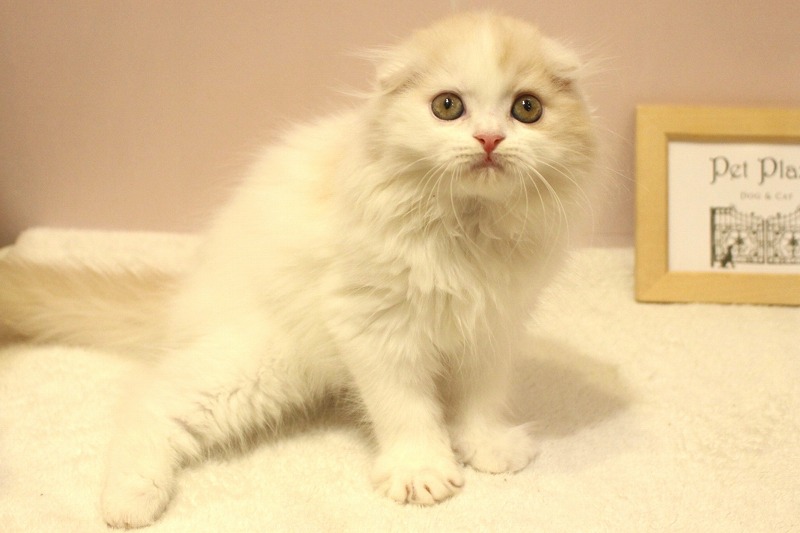 スコティッシュフォールド26-0322