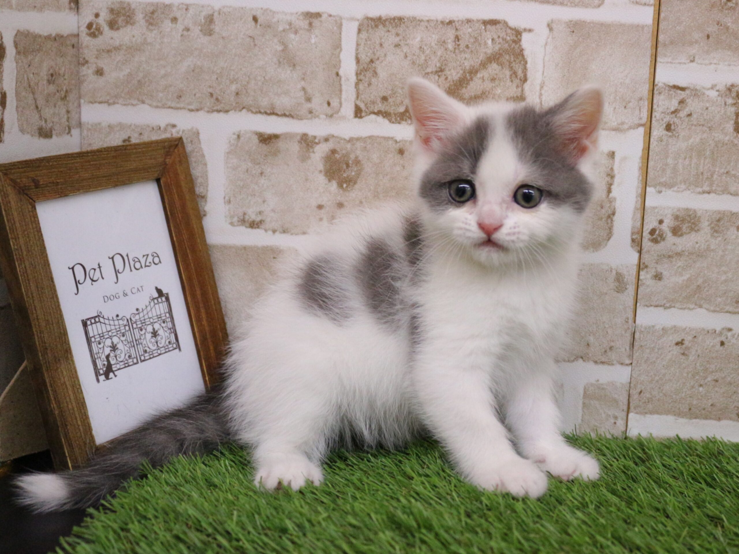 スコティッシュフォールド26-0332