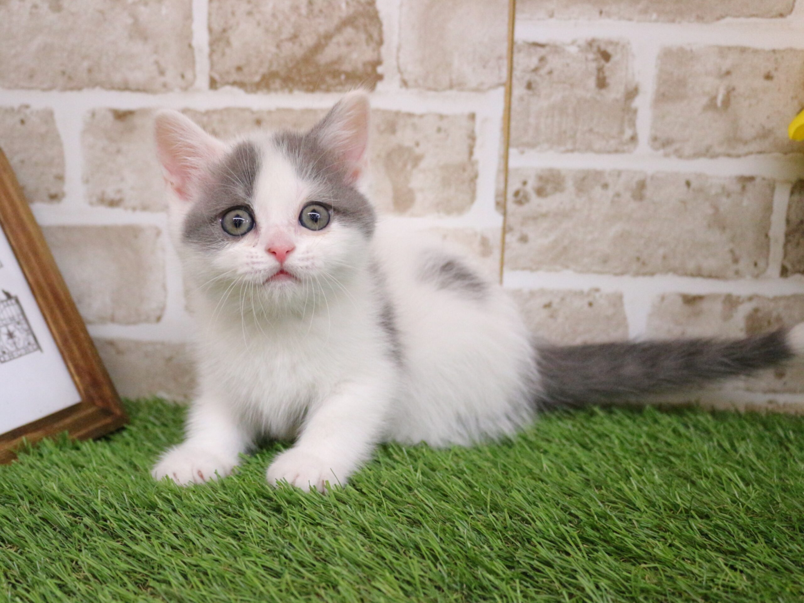 スコティッシュフォールド26-0332