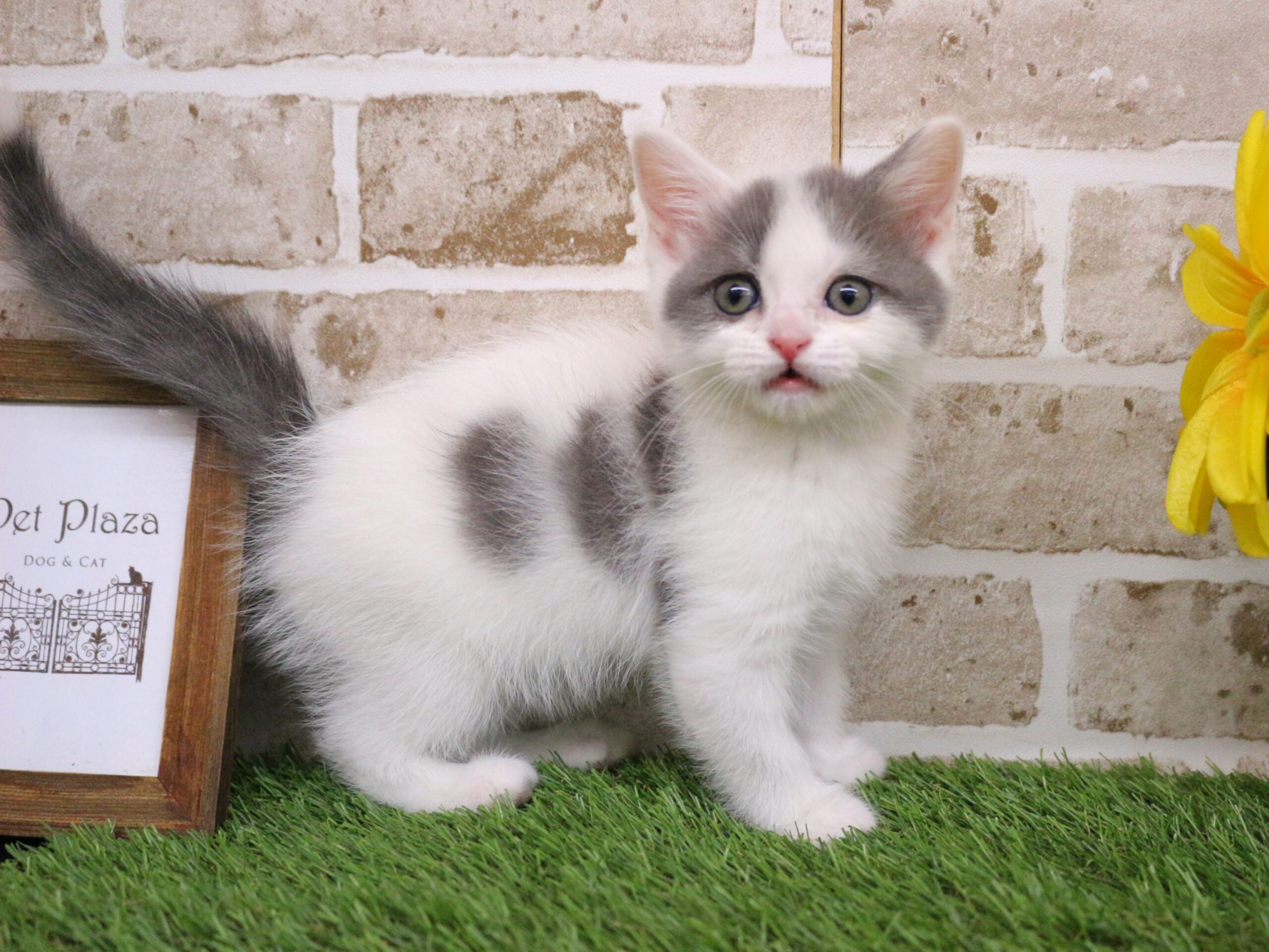 スコティッシュフォールド26-0332