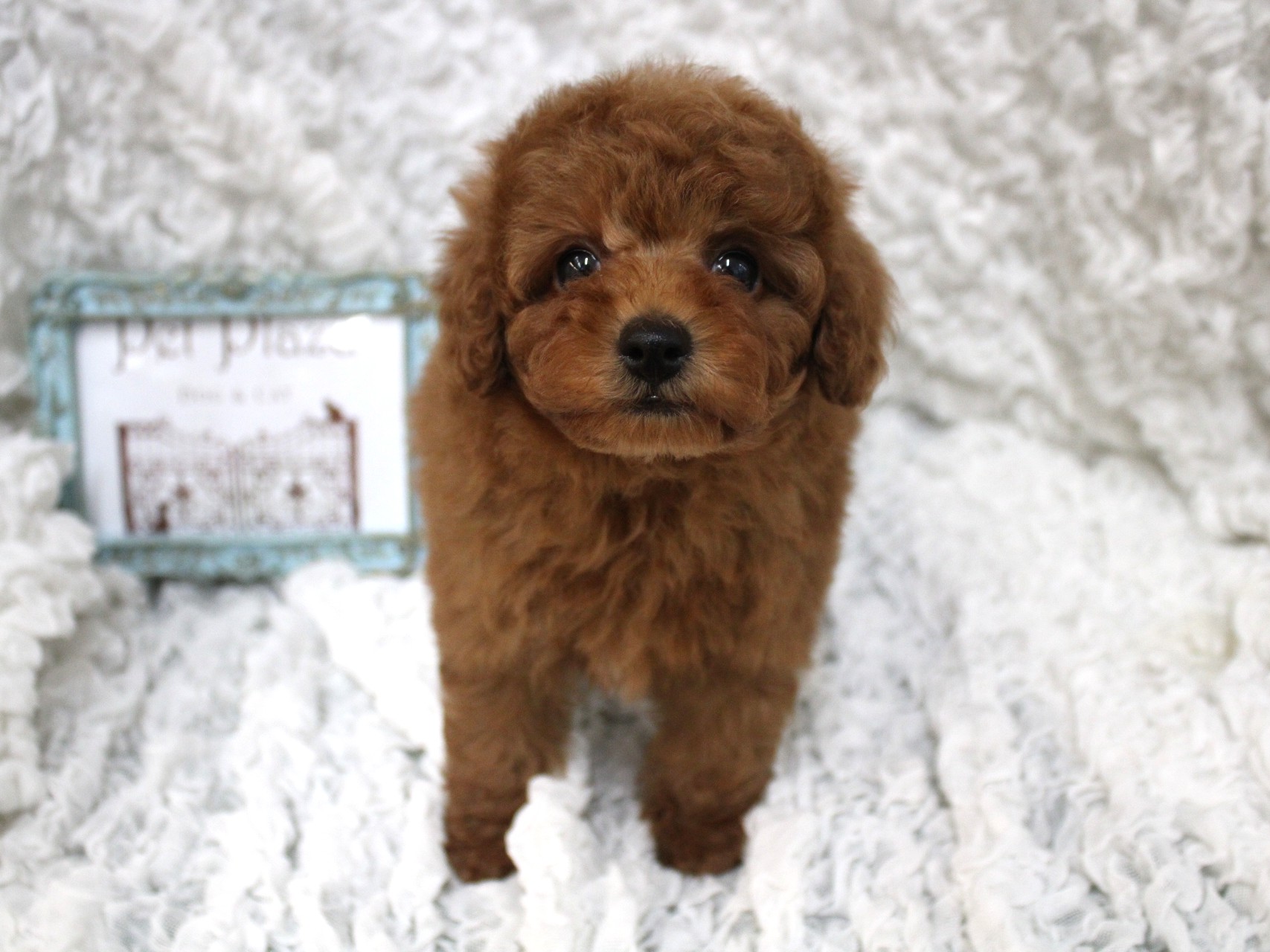 トイプードル26-0353