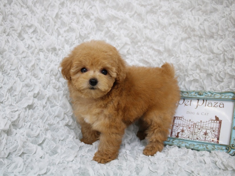 トイプードル26-0373