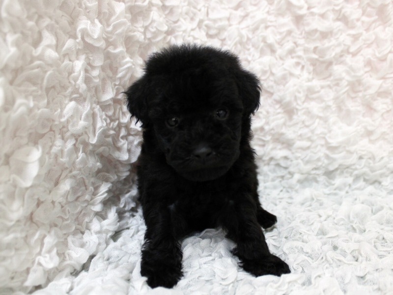 トイプードル26-0311