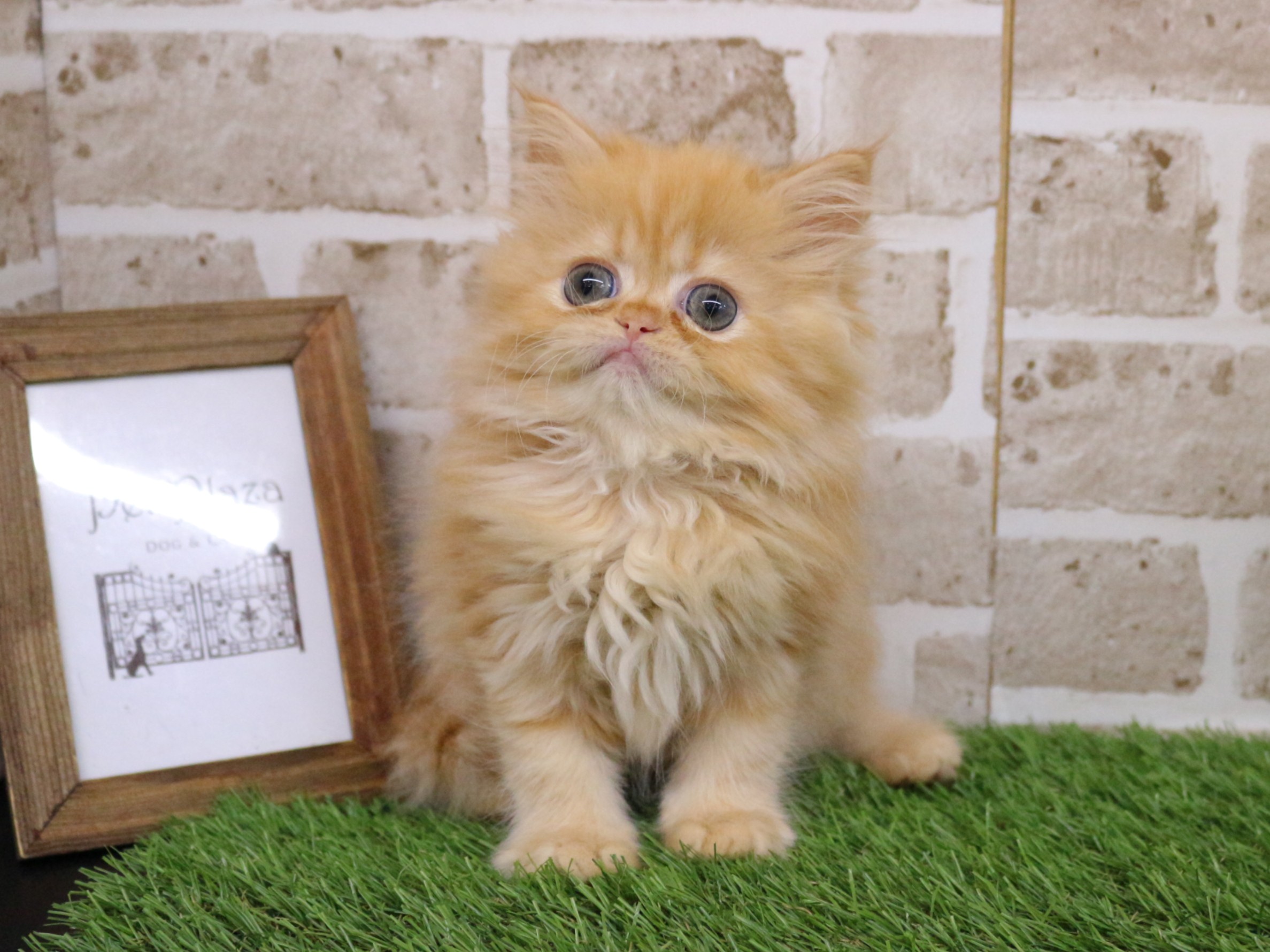 ミヌエット26-0336