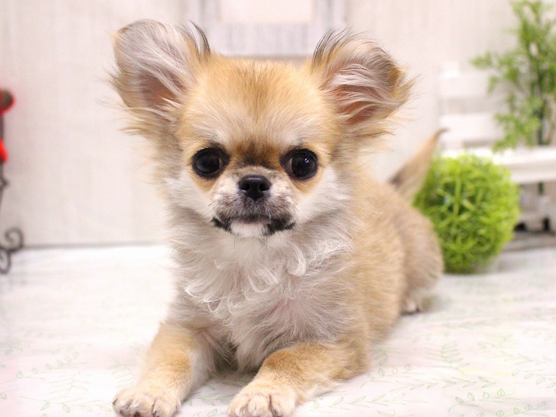 加古川店：チワワちゃんズ紹介(/・ω・)/☆彡