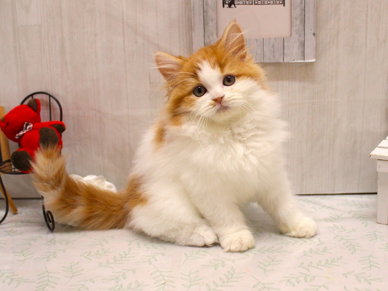 フォールデックス26-0235