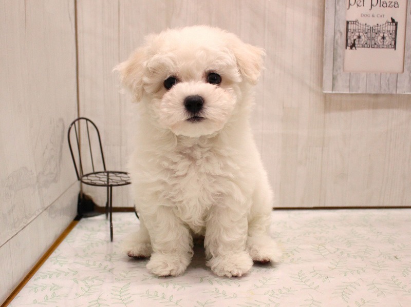 ビションフリーゼ26-0283