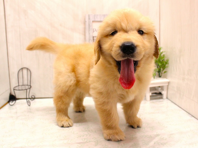 ゴールデンレトリバー26-0333