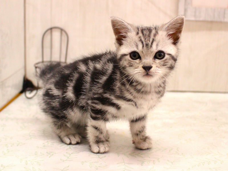 アメリカンショートヘアー26-0335