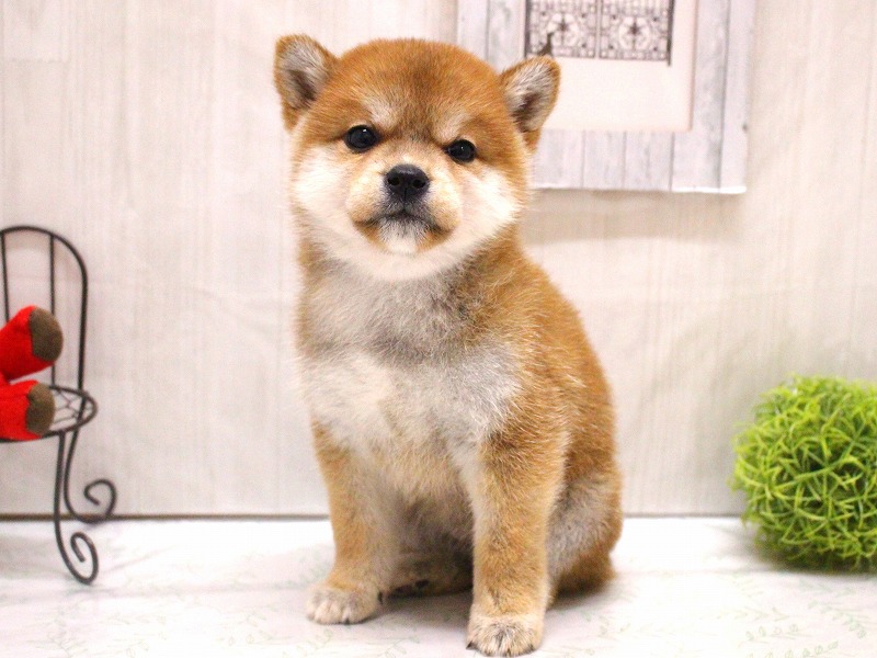 柴犬26-0439