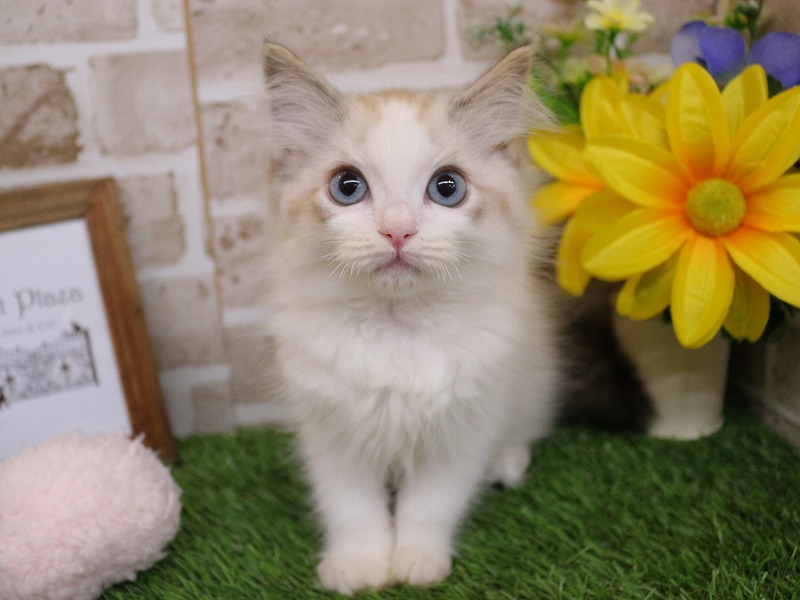 ラグドール26-0614