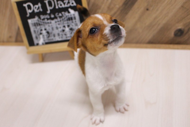 ジャックラッセルテリア26-0569