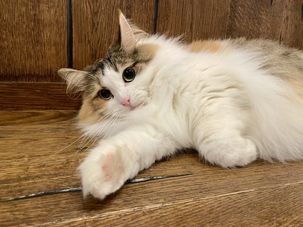 nekonotoを卒業することになりました🌸