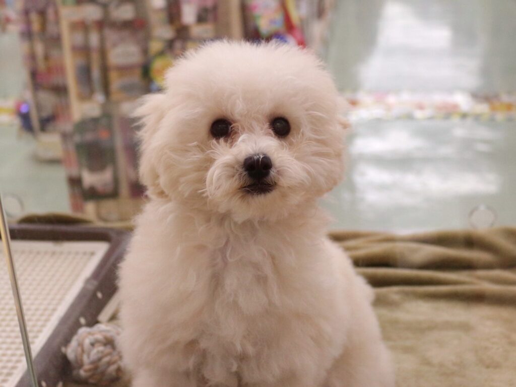 まっしろわんこ大集合🐶