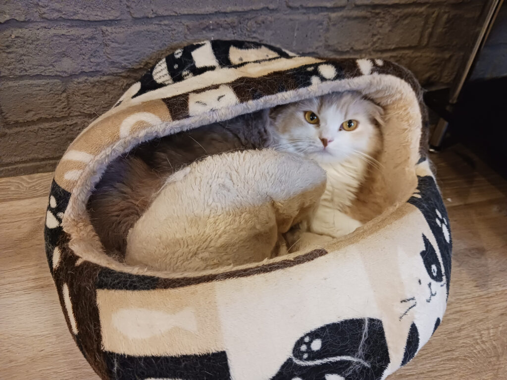 ダラダラな猫スタッフ