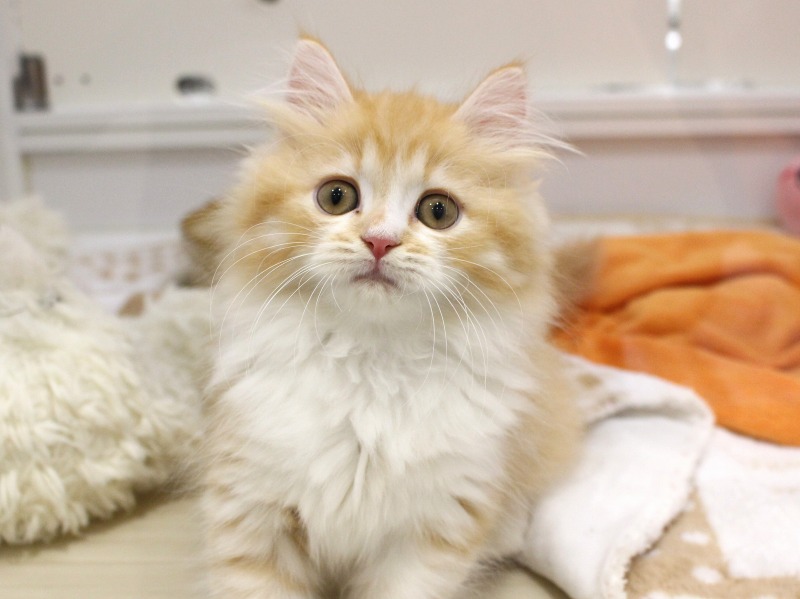 当店のイチオシにゃんこ😼