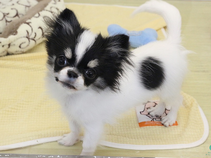 ちびっこワンコ🐶