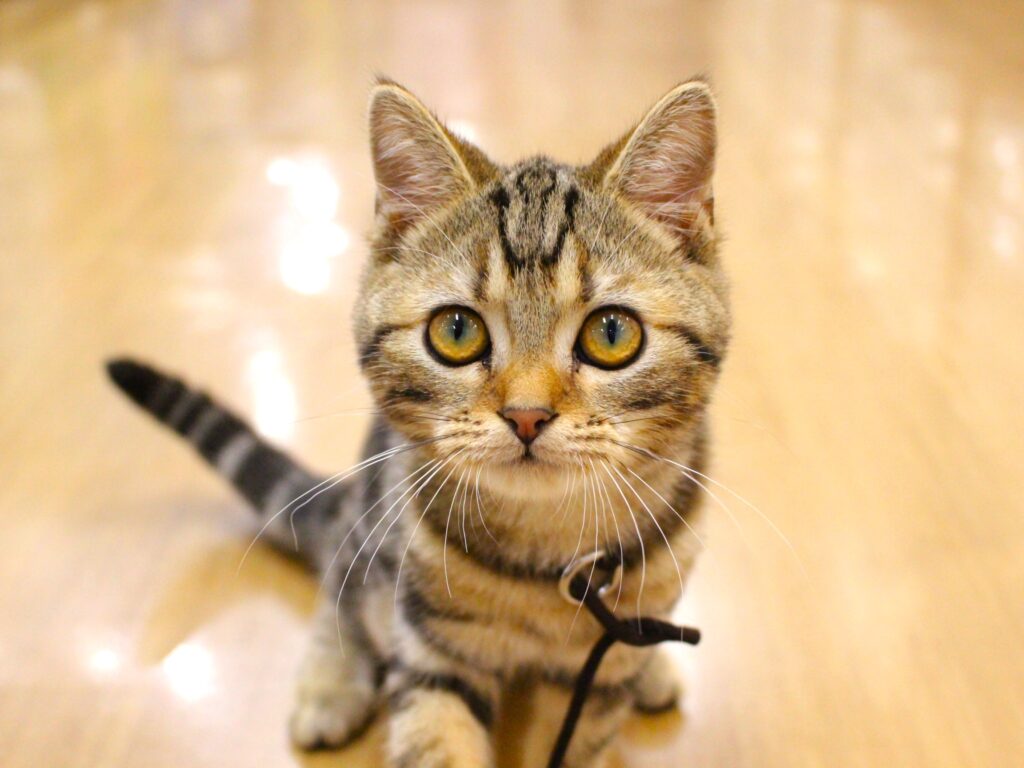 キュートなアメショーくん🐈💕