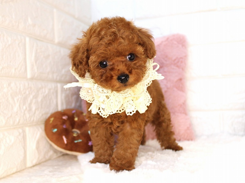 トイプードル26-0859